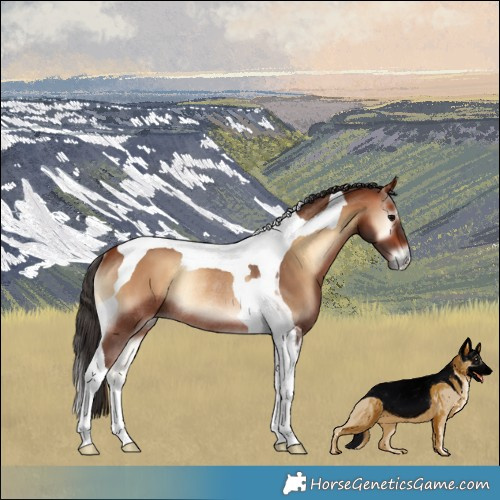 Horse Color:Bay Onyx Tobiano Rabicano 