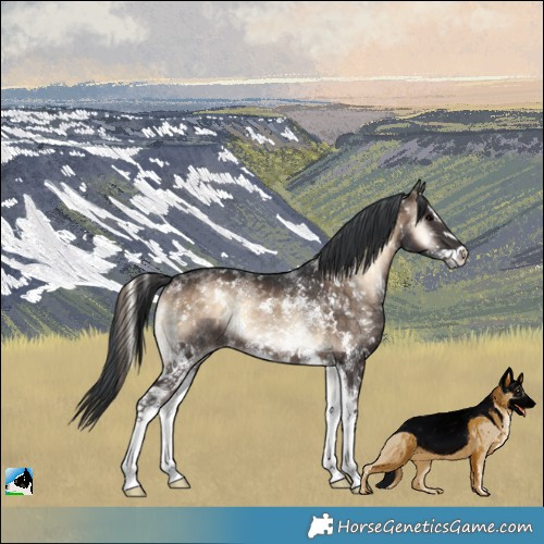 Horse Color:Brown Onyx Sabino Rabicano 