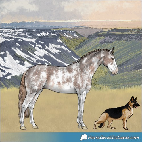 Horse Color:Liver Chestnut Sabino 