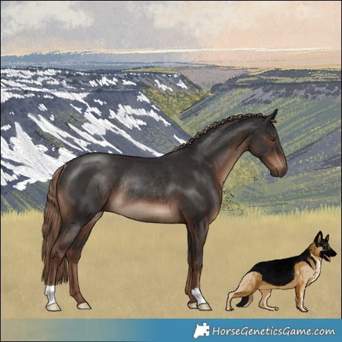 Horse Color:Liver Chestnut Rabicano 