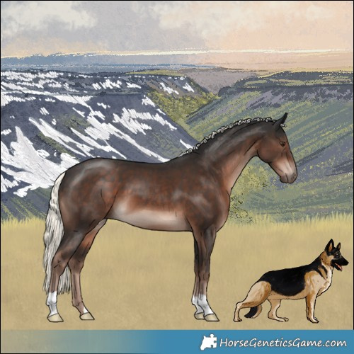 Horse Color:Liver Chestnut Mushroom 