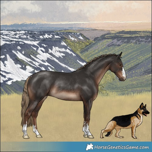 Horse Color:Liver Chestnut Rabicano 
