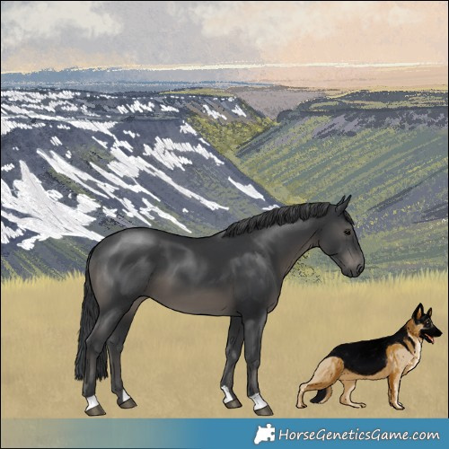 Horse Color:Black Mushroom 