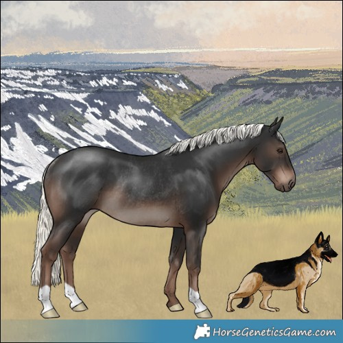 Horse Color:Liver Chestnut Mushroom Rabicano 