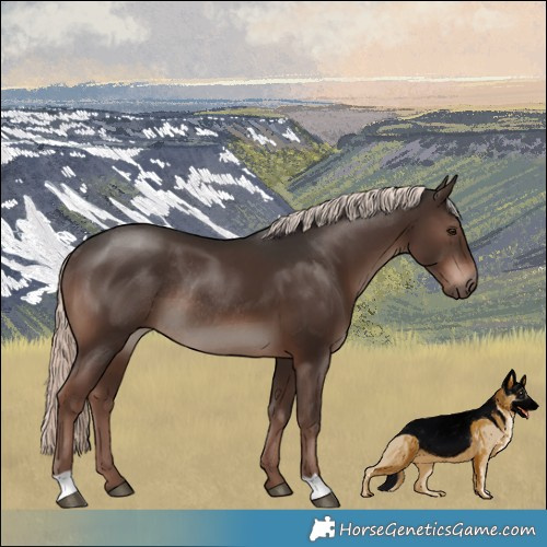 Horse Color:Liver Chestnut Mushroom Rabicano