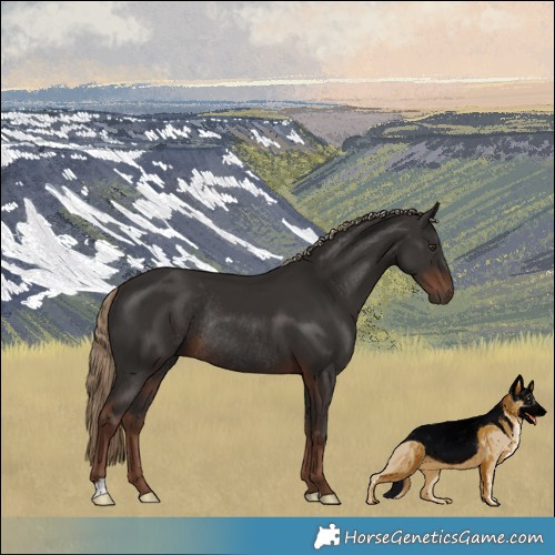 Horse Color:Liver Chestnut Rabicano 