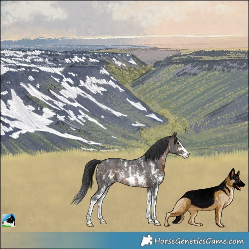 Horse Color:Bay Sabino Rabicano 