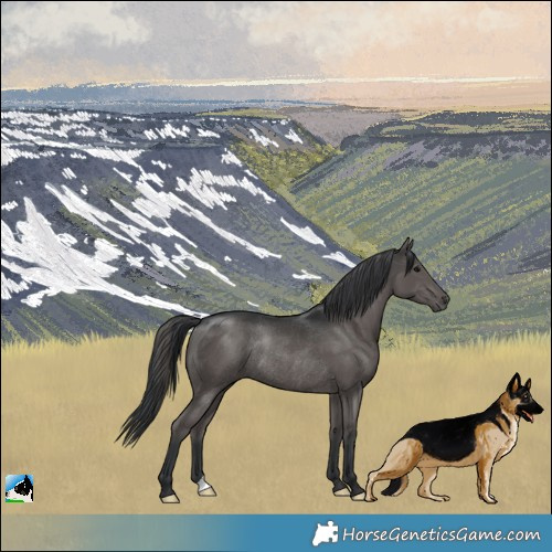 Horse Color:Black Rabicano 