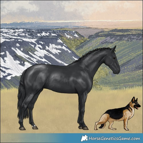 Horse Color:Black Rabicano 
