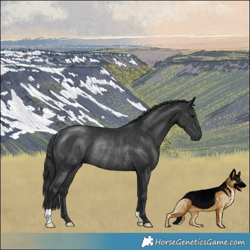 Horse Color:Black Rabicano 