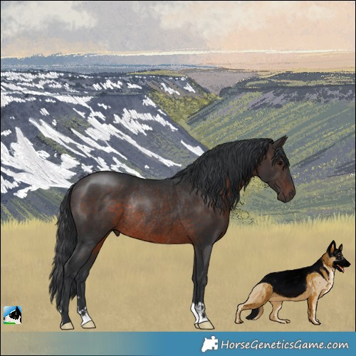 Horse Color:Brown Rabicano