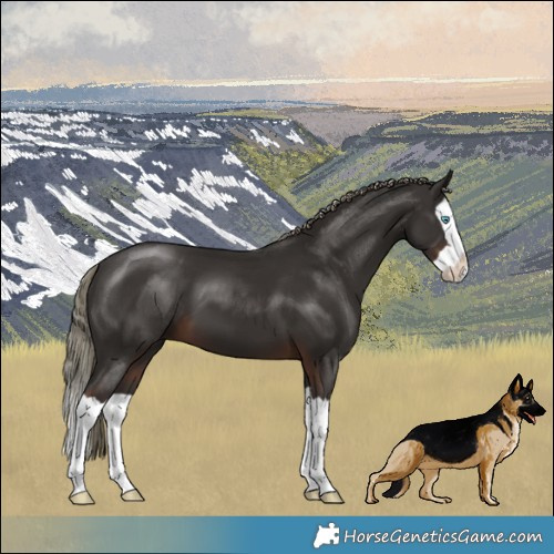 Horse Color:Liver Chestnut Mushroom Splash 