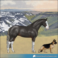 Horse Color:Liver Chestnut Mushroom Splash