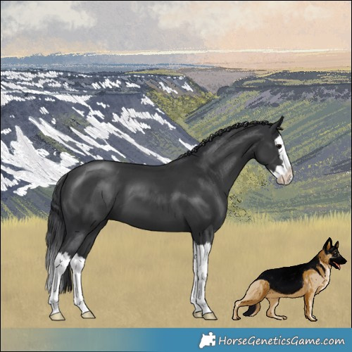 Horse Color:Black Splash