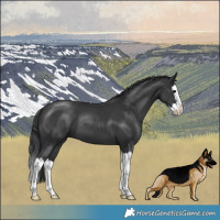 Horse Color:Black Splash