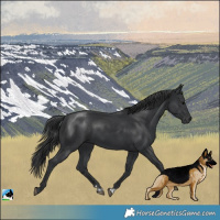 Horse Color:Platinum Black