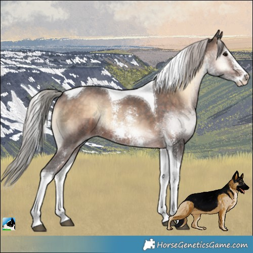 Horse Color:Silver Brown Onyx Sabino Tobiano Rabicano
