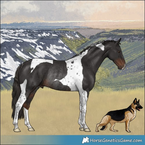 Horse Color:Liver Chestnut Tobiano Rabicano