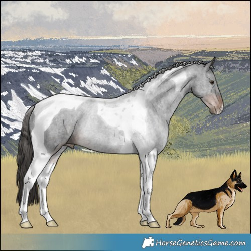 Horse Color:Liver Chestnut Tobiano Rabicano 