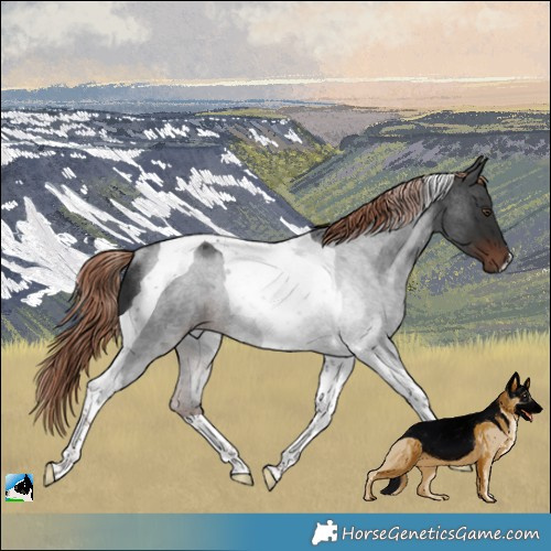 Horse Color:Liver Red Roan Tobiano Rabicano 