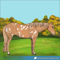 Horse Color:Chestnut Near Leopard