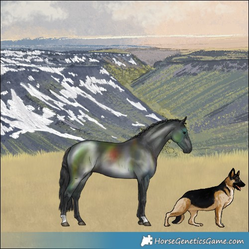 Horse Color:Black 