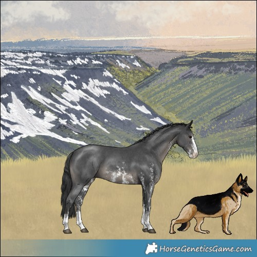 Horse Color:Black Sabino 