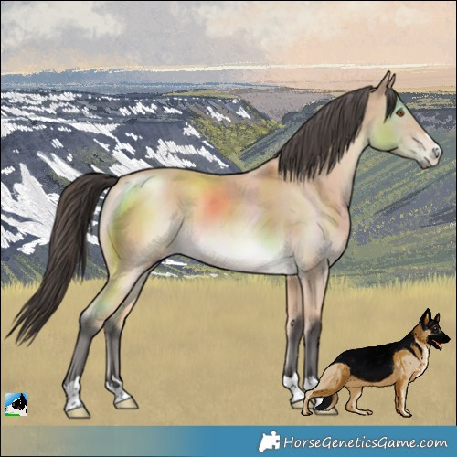 Horse Color:Buckskin Mushroom Rabicano 
