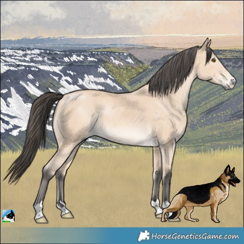 Horse Color:Buckskin Mushroom Rabicano 