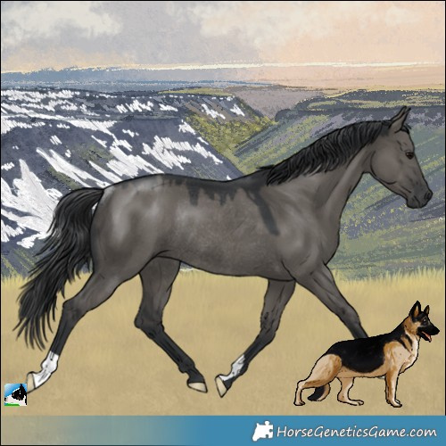 Horse Color:Grullo Mushroom Rabicano