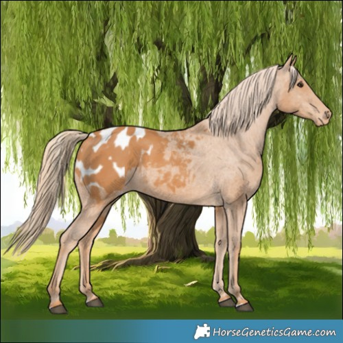 Horse Color:Chestnut Blanket 