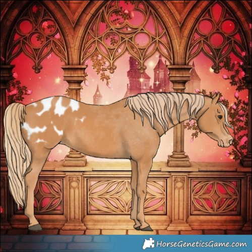 Horse Color:Chestnut Appaloosa 