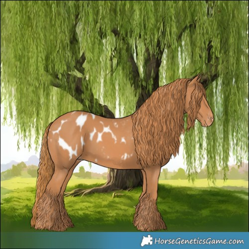 Horse Color:Chestnut Blanket 