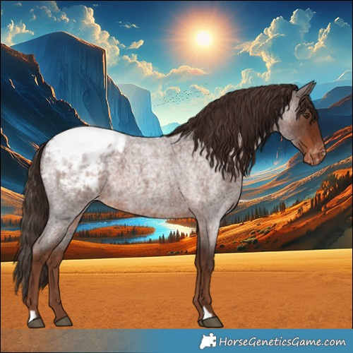 Horse Color:Liver Red Roan Appaloosa 