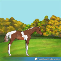 Horse Color:Chestnut Tobiano Rabicano