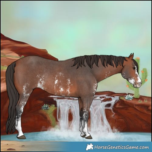 Horse Color:Bay Sabino Rabicano 