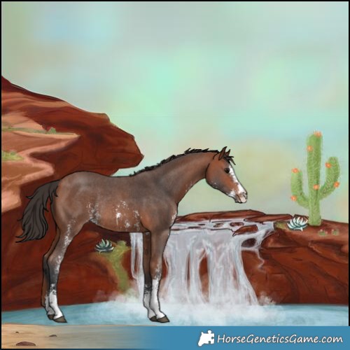 Horse Color:Bay Sabino Rabicano 