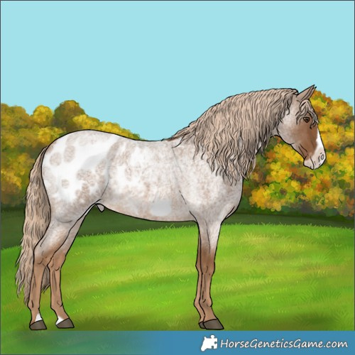 Horse Color:Chocolate Palomino Roan Frame Appaloosa