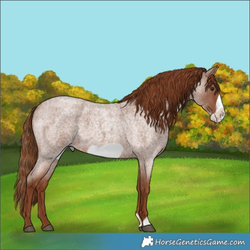 Horse Color:Red Roan Frame 
