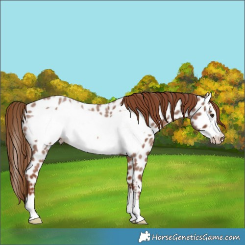 Horse Color:Red Roan Frame Appaloosa 
