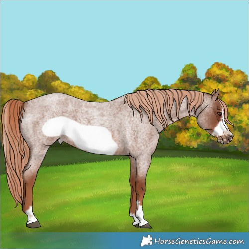 Horse Color:Red Roan Frame 