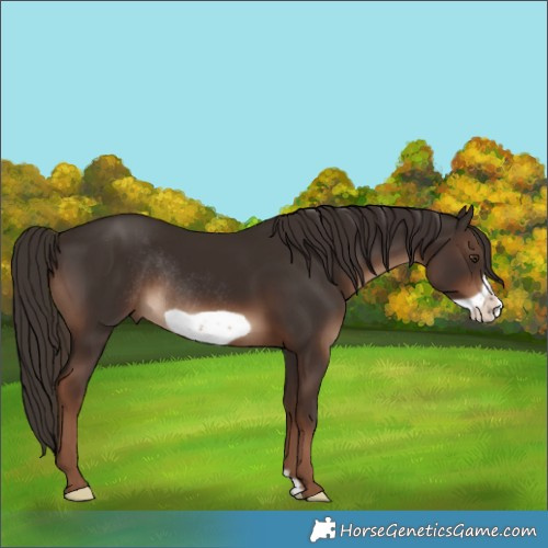 Horse Color:Liver Chestnut Frame Rabicano 