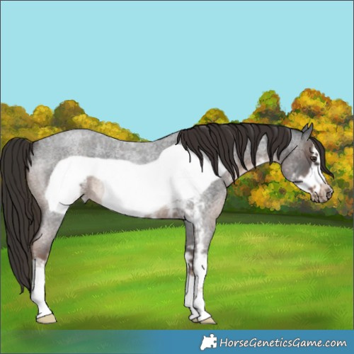 Horse Color:Liver Red Roan Sabino Frame 