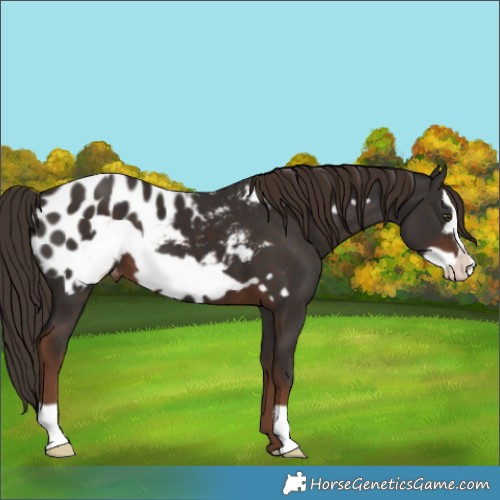 Horse Color:Liver Chestnut Frame Appaloosa 