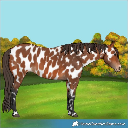 Horse Color:Bay Appaloosa 