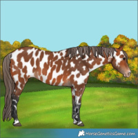 Horse Color:Bay Near Leopard