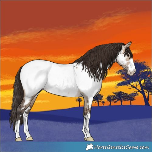 Horse Color:Brown Dun Appaloosa 