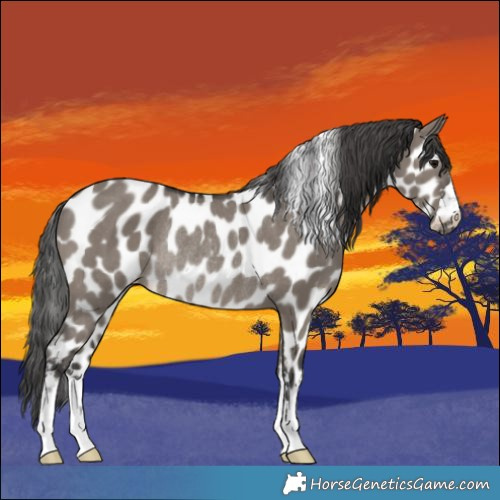 Horse Color:Grullo Appaloosa Rabicano 