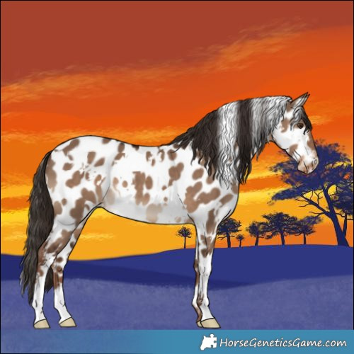 Horse Color:White Spotted Liver Red Dun Appaloosa 
