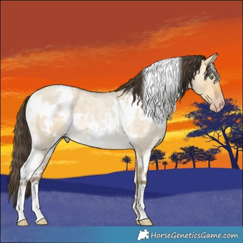 Horse Color:White Spotted Sable Cream Champagne Roan Dun 